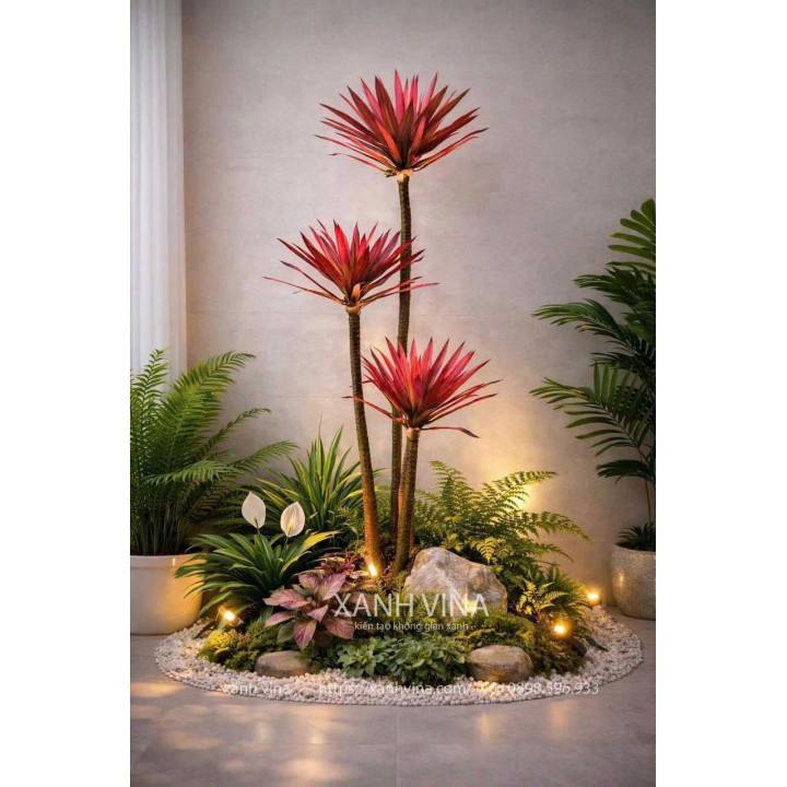 Cây phát tài lá đỏ 3 thân 